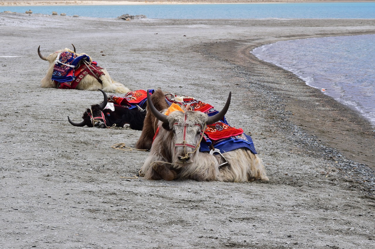 yak, pangong lake, pangong tso-2674346.jpg